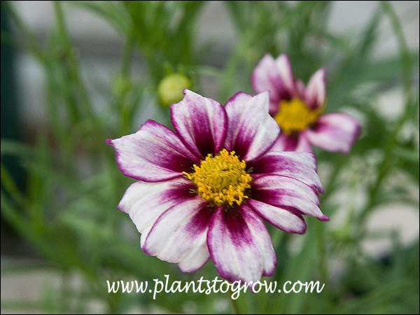 Looking at this series of images it can be sen how the coloration is different from flower to flower.  Many different variations can be on the same plant on the same time.